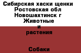 Сибирская хаски щенки - Ростовская обл., Новошахтинск г. Животные и растения » Собаки   . Ростовская обл.,Новошахтинск г.